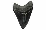Fossil Megalodon Tooth - South Carolina #344640-1